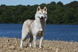 SIBERIAN HUSKY 532